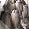 Khô cá sặc 1 nắng thơm ngon tự nhiên, sản phẩm sinh thái